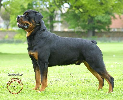 Rottweiler 8T038D-24.JPG